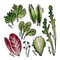 Set of stylized hand-drawn leaves of different varieties of lettuce.