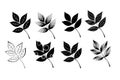 A set of stylized tree leaves. Collection of falling autumn leaves.