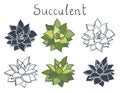 Set succulent plant in the desert collection