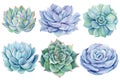 Set of succulent plants watercolor isolated on white background. Watercolor Botanical illustration. Set of echeveria