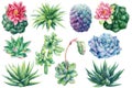 Set of succulents. Echeveria, haworthia, aloe and cactus, watercolor illustration, botanical painting