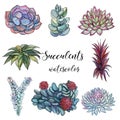 Set of succulents. Watercolor. Graphics.Isolated objects Vector illustration