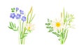 Set of summer blooming wildflowers set. Beautiful bouquets of meadow flowers, botanical natural floral design vector