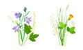 Set of summer blooming wildflowers set. Beautiful bouquets of meadow flowers, dandelion, clover, lily of the valley
