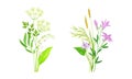 Set of summer blooming wildflowers and grass set. Beautiful bouquets of meadow flowers, lily of the valley, lily vector