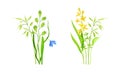 Set of summer blooming wildflowers and grass set. Beautiful bouquets of meadow flowers vector illustration