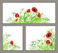Set summer flower poppy, daisy isolated on white Royalty Free Stock Photo