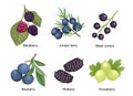 Set Summer Garden and Wild Berries Blackberry, Juniper Berry, Black Currant and Blueberry with Mulberry and Gooseberry Royalty Free Stock Photo