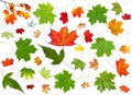 Set of summer green and autumn pied maple leaves Royalty Free Stock Photo