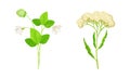 Set of summer meadow or garden flowers and plants set. Strawberry leaves with flowers and yarrow vector illustration