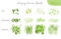 Set of summer vector foliage ecology brushes - silhouettes of summer leaves, foliage of trees, different greenery types Royalty Free Stock Photo