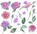 Set of Summer Watercolor Flowers Hydrangea, Freesia, Roses, Gard