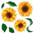 2129 sunflowers set, set sunflower and leaves in bright colors, isolate on a white background Royalty Free Stock Photo