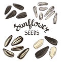 Set of Sunflower seeds with Vintage Stylized Lettering. Royalty Free Stock Photo