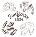 Set of Sunflower seeds with Vintage Stylized Lettering. Vector hand drawn.