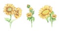 Set of Sunflower. Watercolor floral illustration