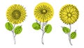 Set of sunflowers continuous line drawing, Minimalist hand drawn Vector