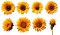 Set of sunflowers isolated on transparent background. Flat lay, top view.