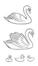 Set of Swans in contours - two udult and three baby birds - vector illustration Royalty Free Stock Photo