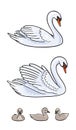 Set of Swans - two udult and three baby birds - vector illustration Royalty Free Stock Photo