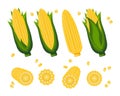 Set of sweet corn, corn on the cob and corn grains on a white background. Agriculture icons Royalty Free Stock Photo