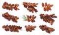 Set with sweet dried dates on white background Royalty Free Stock Photo