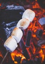 Set of sweet marshmallows roasting over red fire flames. Marshmallow on skewers roasted on charcoals Royalty Free Stock Photo