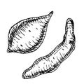 Set of sweet potatoes vector illustration isolated on white. Whole of batata ink outline hand drawn. Tuber potato black Royalty Free Stock Photo
