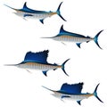 Set of swordfish isolated on white background Royalty Free Stock Photo