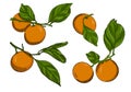 Set of tangerines on branches with leaves. Collection of citrus fruits.Doodle style. The sketch is hand-drawn and isolated on Royalty Free Stock Photo