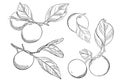 Set of tangerines on branches with leaves.Collection of citrus fruits.Doodle style.Sketch is hand drawn and isolated on white. Royalty Free Stock Photo