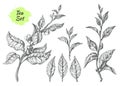 Set of tea bush branches. Botanical drawing. Vector