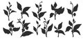 Set of tea bush branches. Vector black silhouette isolated on white background Royalty Free Stock Photo