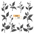 Set of tea bush branches. Vector black silhouette on white background Royalty Free Stock Photo