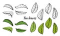 Set of tea plant branches and leaves