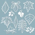 Set template for laser cutting and Plotter. Leaves Oak, maple, Rowan, chestnut, berries, acorn, seeds, birch, ash in the form of