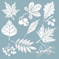 Set template for laser cutting and Plotter. Oak, maple, Rowan, chestnut, berries, acorn, seeds, birch, ash. Leaves for decoration