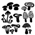 Set templates mushrooms. White mushroom, the fly agaric, chanterelles, volnushki, mushrooms, morels. For decoration and design.