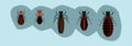 Set of termite cartoon icon design template with various models. vector illustration isolated on blue background