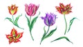 Set of terry tulip with stems and leaves, watercolor Royalty Free Stock Photo