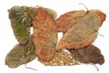 Set of texture of dry leaves Royalty Free Stock Photo