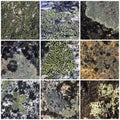 Set of texture of stones covered with lichen Royalty Free Stock Photo