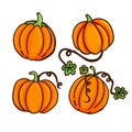 Set of thin outline cute and fresh pumpkins vector illustration isolated on white background. hand drawn vector. doodle fruit and