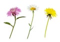 Set of thistle, dandelion and daisy flowers Royalty Free Stock Photo
