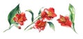 Set of thre Flower banch of red Alstroemeria, big blooming blossom, small bud, huge green leaf. Hand drawn watercolor