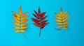 Set of three autumn fallen leaves of red mountain ash yellow and red colors of autumn concept. Leaves lie in a row Royalty Free Stock Photo