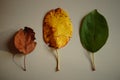 Set of three autumn leaves of different colors on a white table Royalty Free Stock Photo