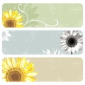 Grunge Sunflower Banners Royalty Free Stock Photo