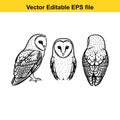 Set of three barn owl illustrations showing different views side profile, headshot, and rear view, isolated on white background Royalty Free Stock Photo