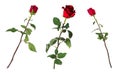 Set of three beautiful vivid red roses on long stems with green leaves isolated on white background. Royalty Free Stock Photo